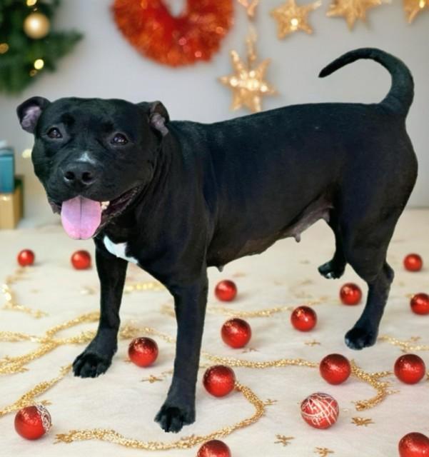 BEAN, Adoptable, Adult Female American Staffordshire Terrier & Mixed Breed.