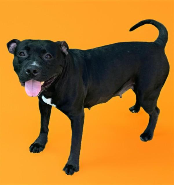 BEAN, Adoptable, Adult Female American Staffordshire Terrier & Mixed Breed.