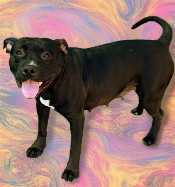Enlarge BEAN, a Adoptable mixed breed in Sarasota, FL image 1/1