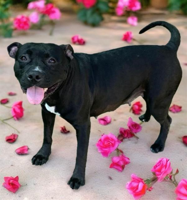 BEAN, Adoptable, Adult Female American Staffordshire Terrier & Mixed Breed.