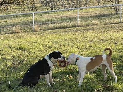 Queen, Adoptable, Adult Female Pit Bull Terrier & Mixed Breed.