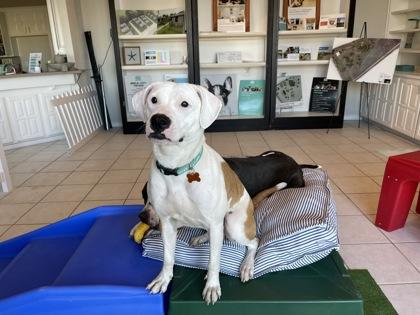 Enlarge Queen, a Adoptable mixed breed in Fort Worth, TX image 2/6