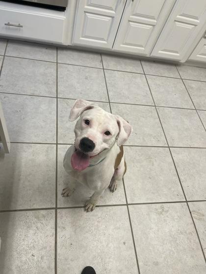 Enlarge Queen, a Adoptable mixed breed in Fort Worth, TX image 3/6