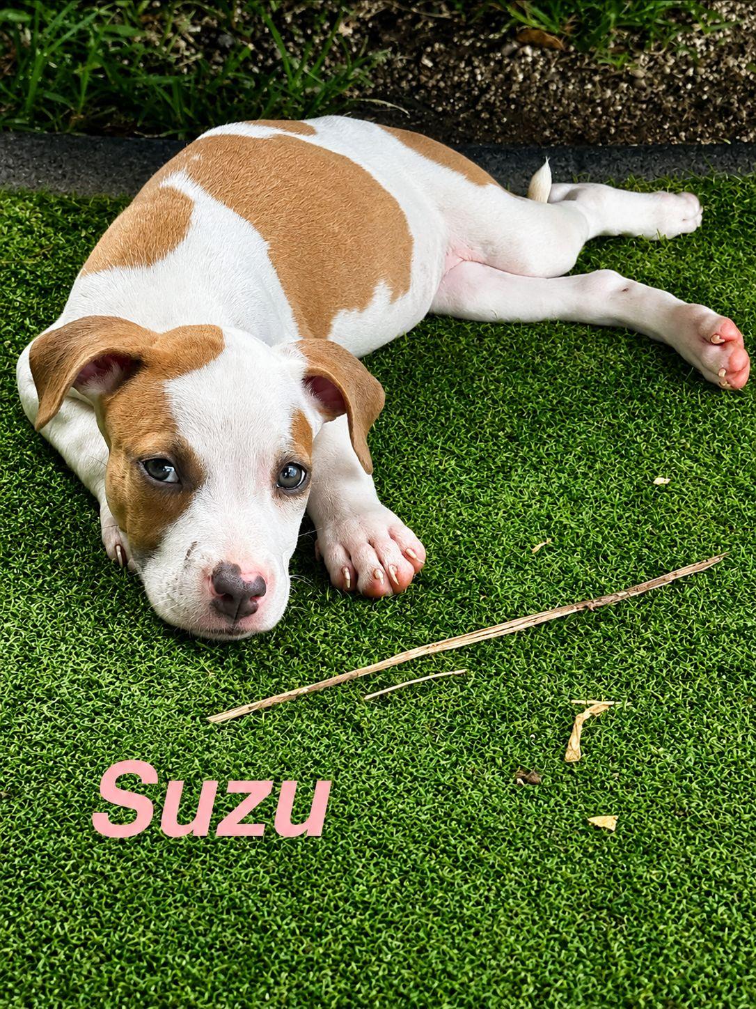 Enlarge Suzu, a Adoptable American Staffordshire Terrier in Lake Hopatcong, NJ image 1/1