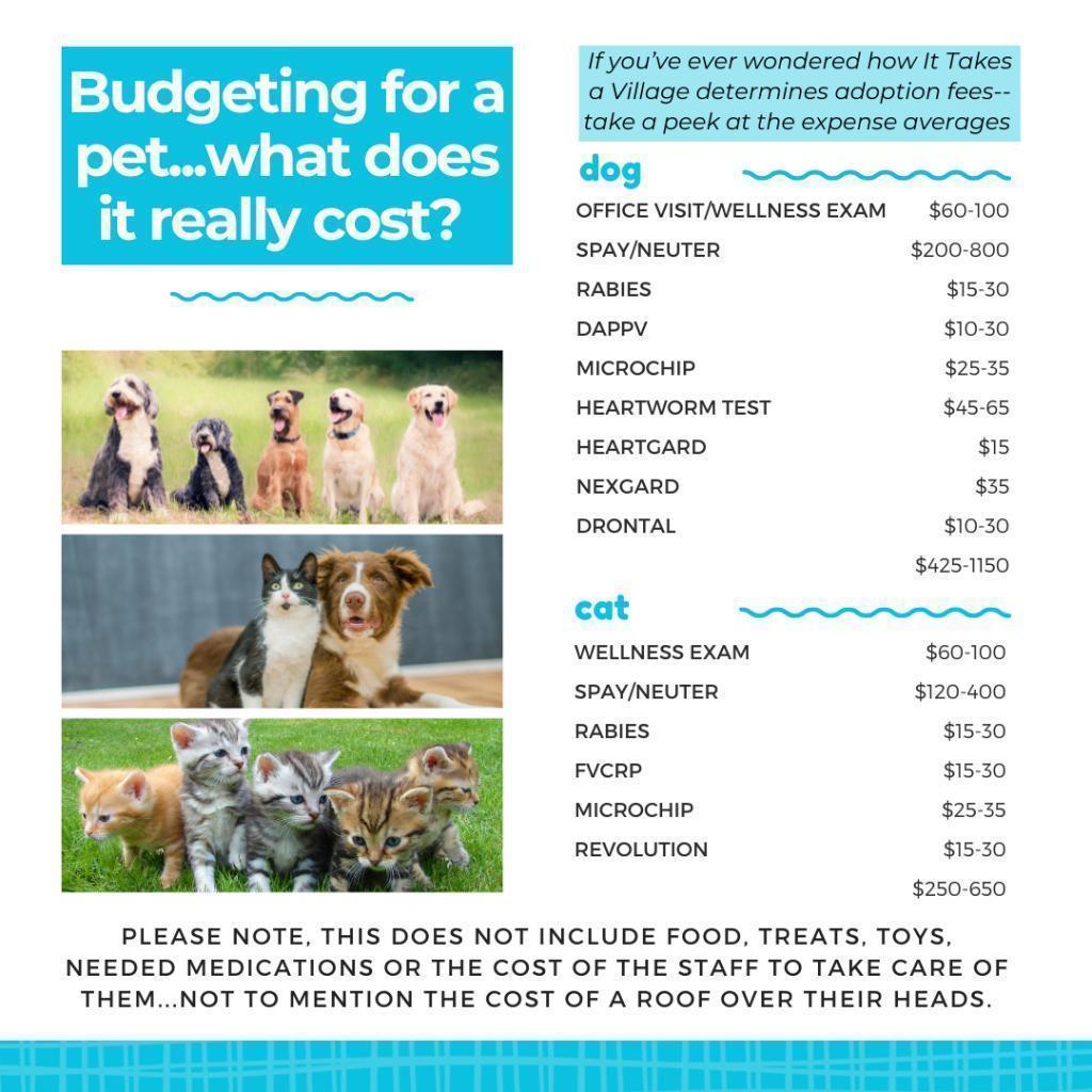 Hudson, Adoptable, Young Male Border Collie.