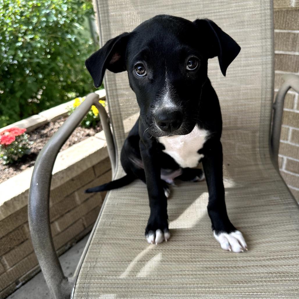 Enlarge Hudson, a Adoptable Border Collie in Muscatine, IA image 2/6