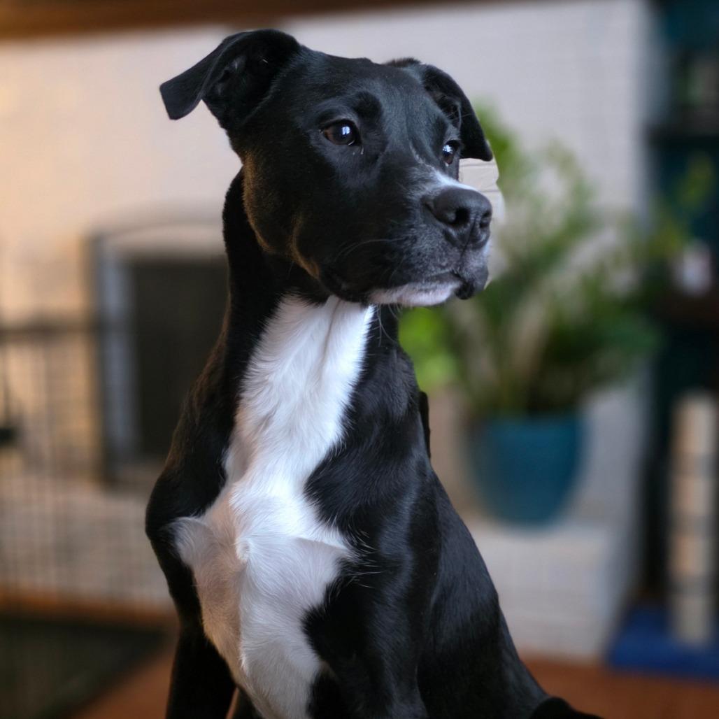 Enlarge Hudson, a Adoptable Border Collie in Muscatine, IA image 3/6
