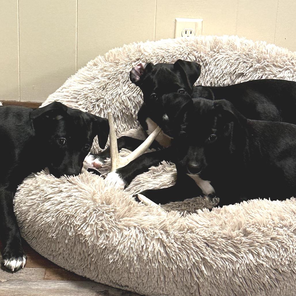 Enlarge Hudson, a Adoptable Border Collie in Muscatine, IA image 4/6