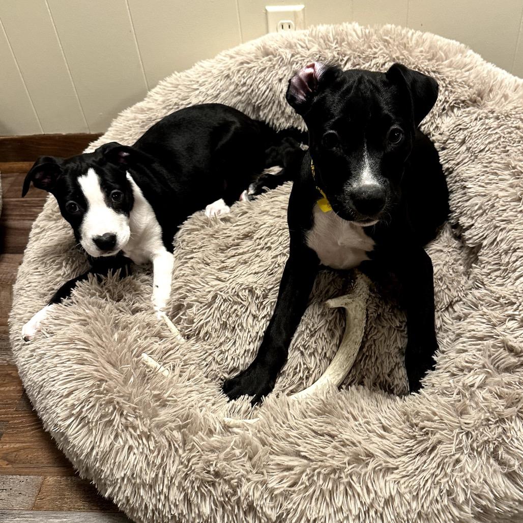 Enlarge Hudson, a Adoptable Border Collie in Muscatine, IA image 5/6