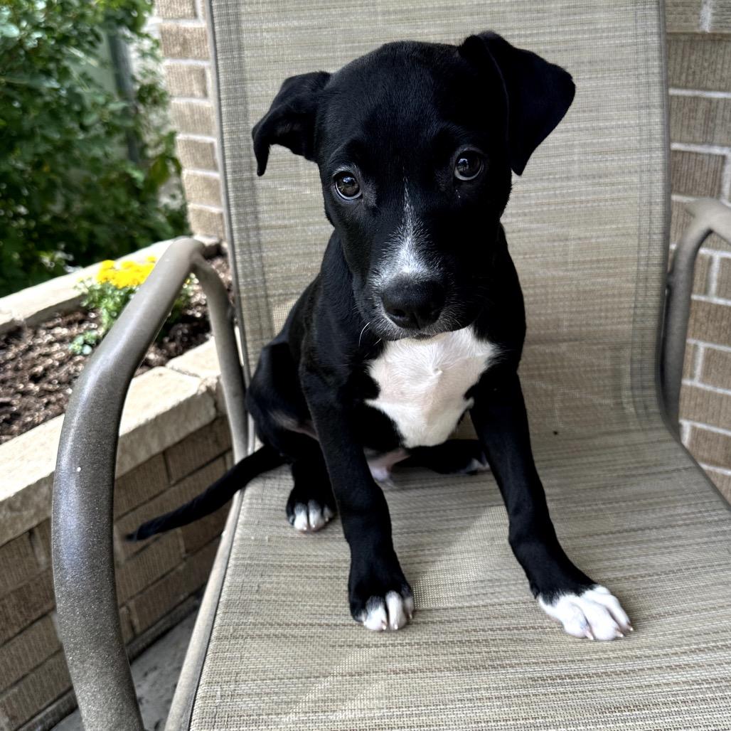 Enlarge Hudson, a Adoptable Border Collie in Muscatine, IA image 6/6