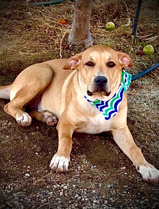 Dog for adoption Simon a Labrador Retriever in Temecula CA Petfinder Dog for adoption Simon a Labrador Retriever in Temecula CA Petfinder