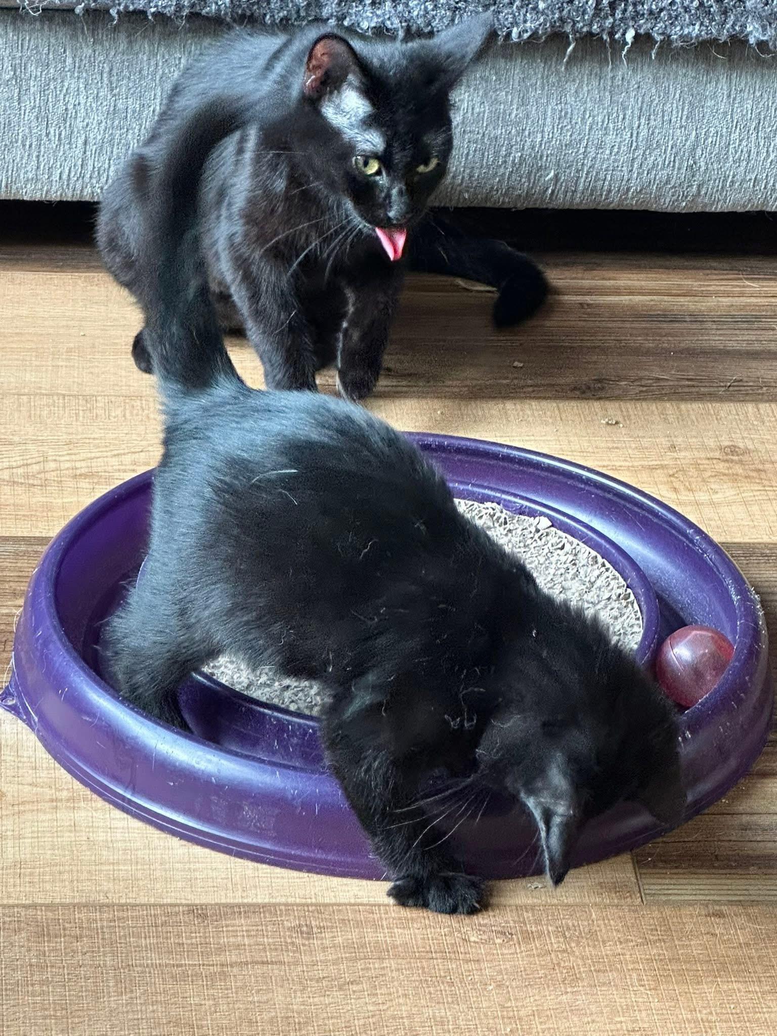 Aidy and Solo - Adoption Fee Sponsored!