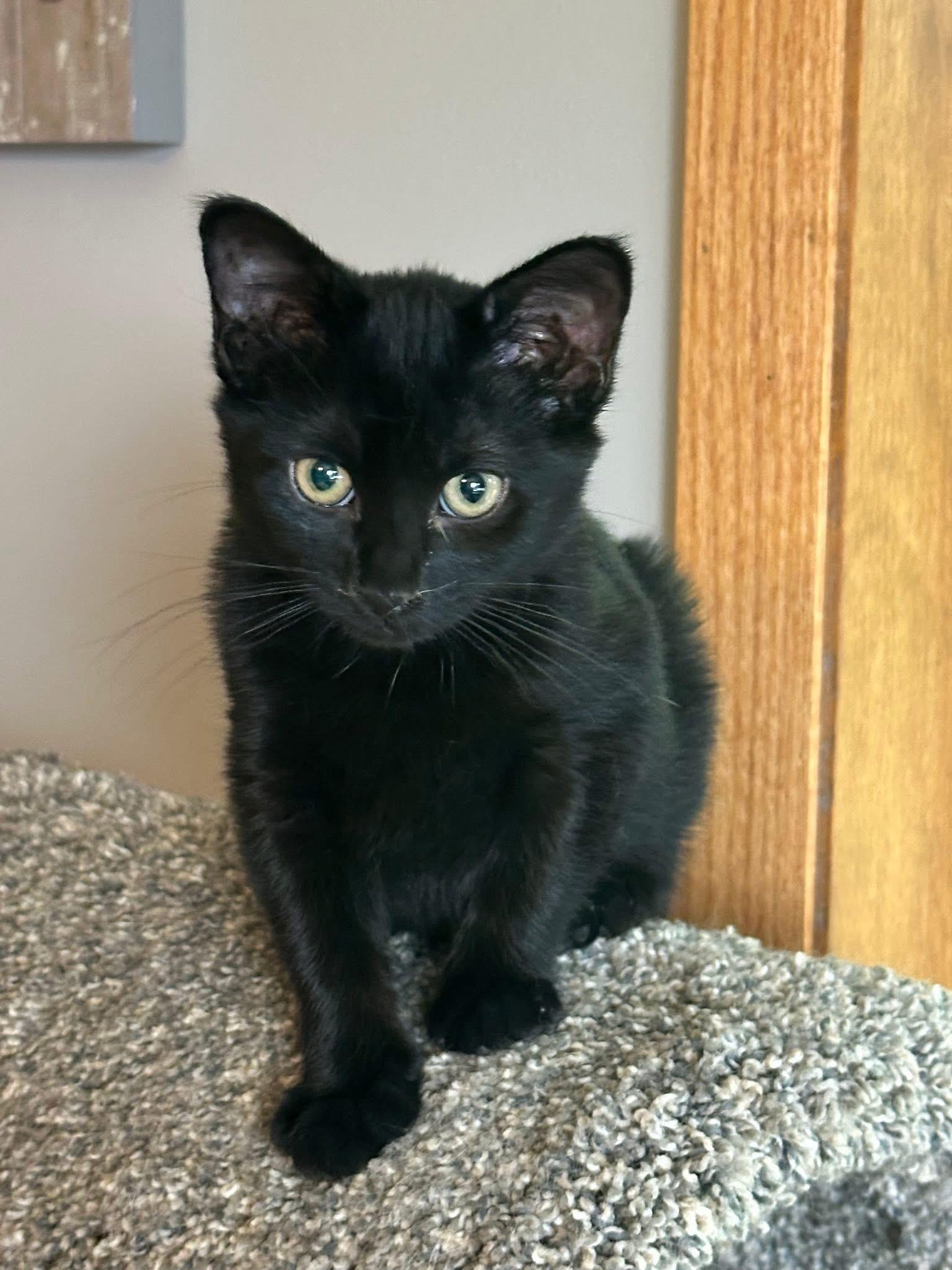 Aidy and Solo - Adoption Fee Sponsored!