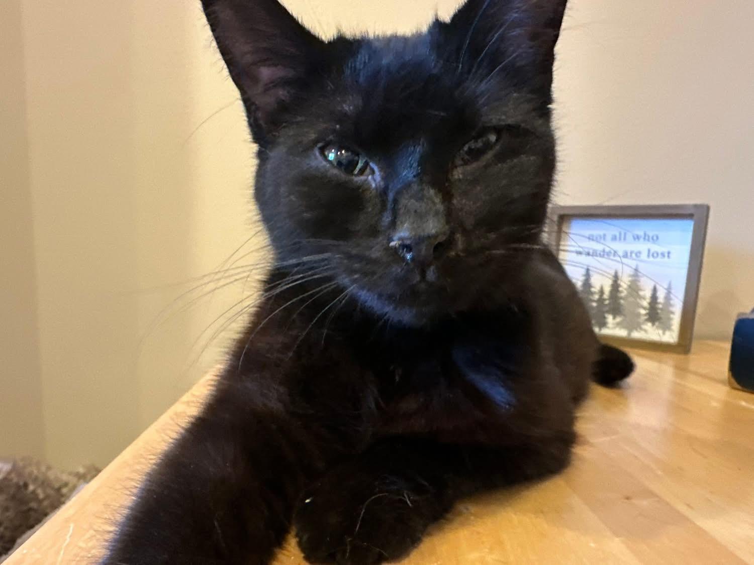 Aidy and Solo - Adoption Fee Sponsored!