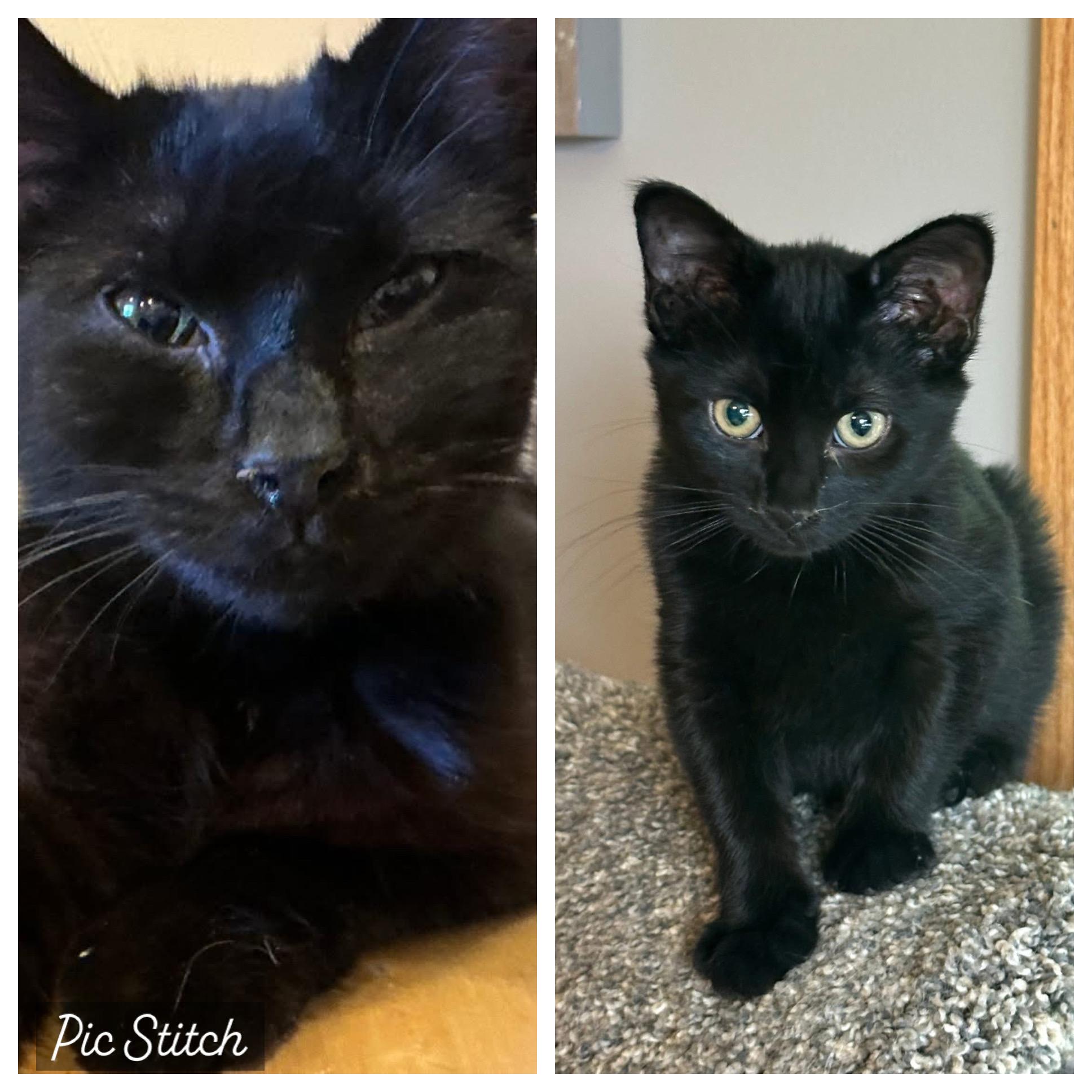 Aidy and Solo - Adoption Fee Sponsored!