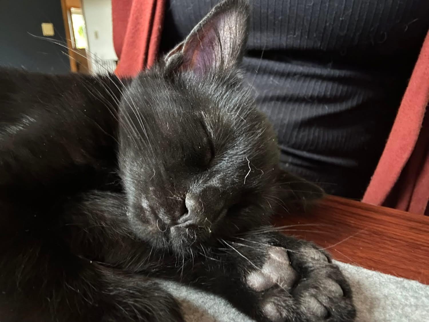 Aidy and Solo - Adoption Fee Sponsored!