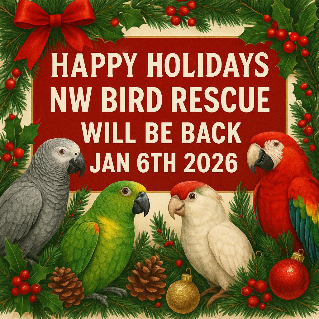 Enlarge Merry Christmas! & Happy Holidays !!, a Adoptable Cockatoo in Vancouver, WA image 2/2