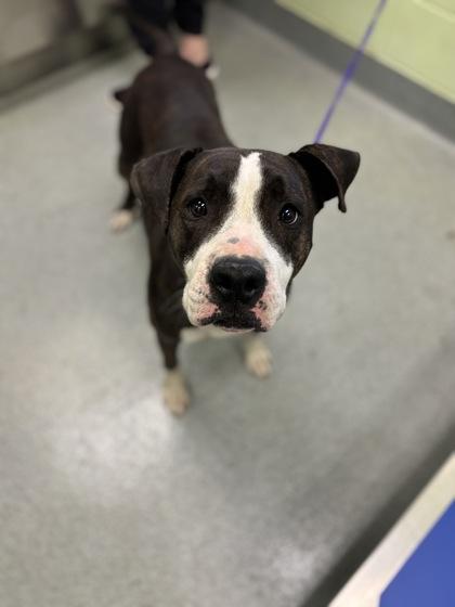 Enlarge Miss Cheeseburger, a Adoptable mixed breed in Longview, TX image 1/2