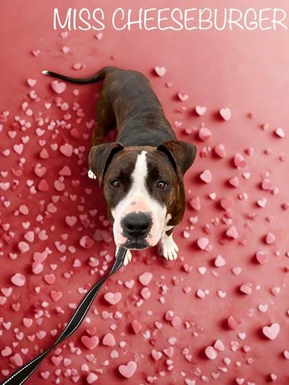 Enlarge Miss Cheeseburger, a Adoptable mixed breed in Longview, TX image 2/2