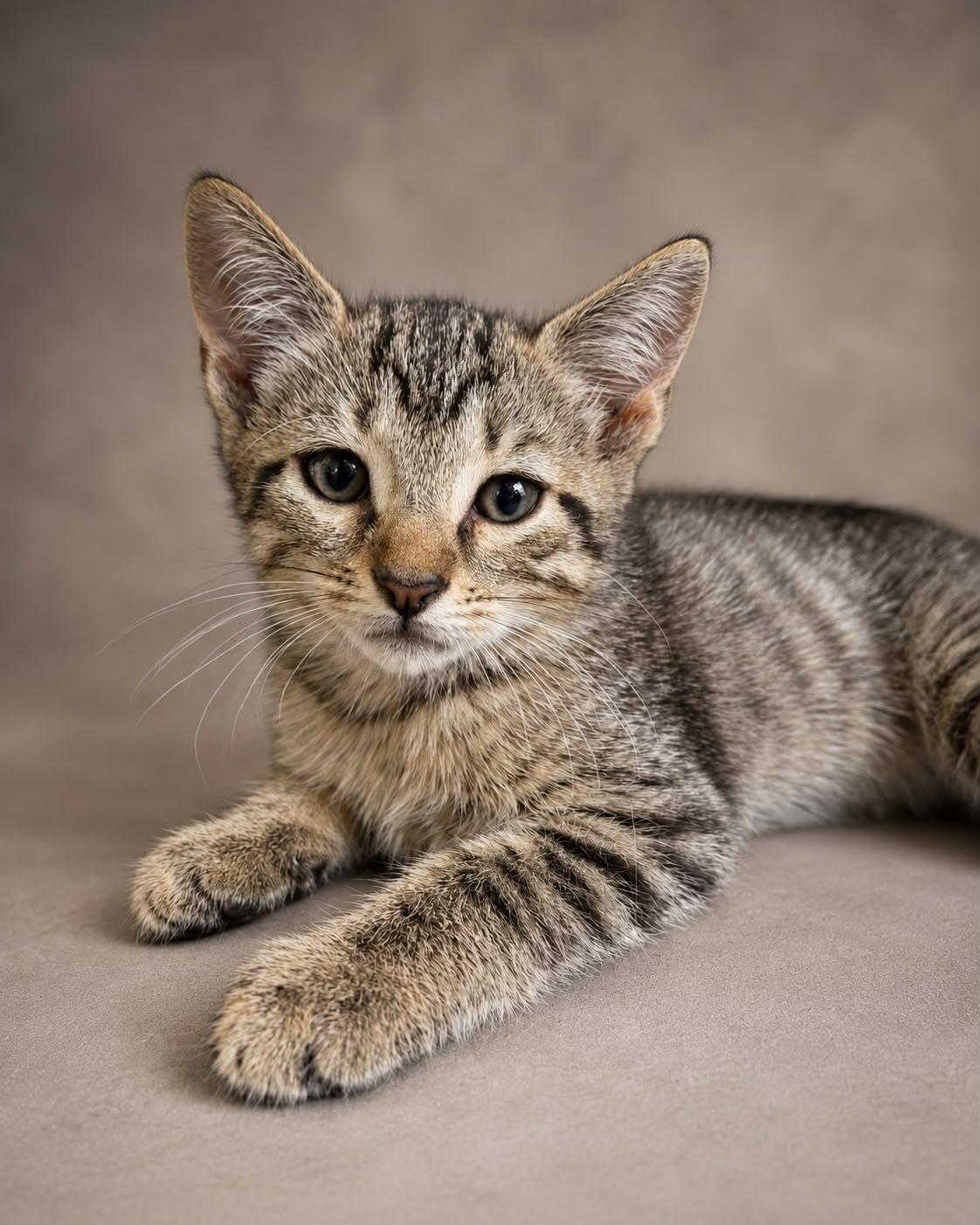 Baggie, Adoptable, Young Male Tabby.