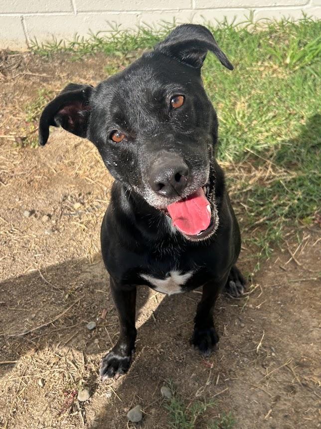 Leia 25-1170, Adoptable, Senior Female Black Labrador Retriever.