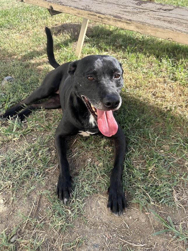 Leia 25-1170, a Adoptable mixed breed in Los Banos, CA image 2/4