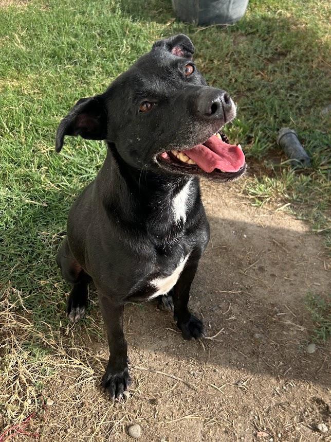 Leia 25-1170, a Adoptable mixed breed in Los Banos, CA image 3/4