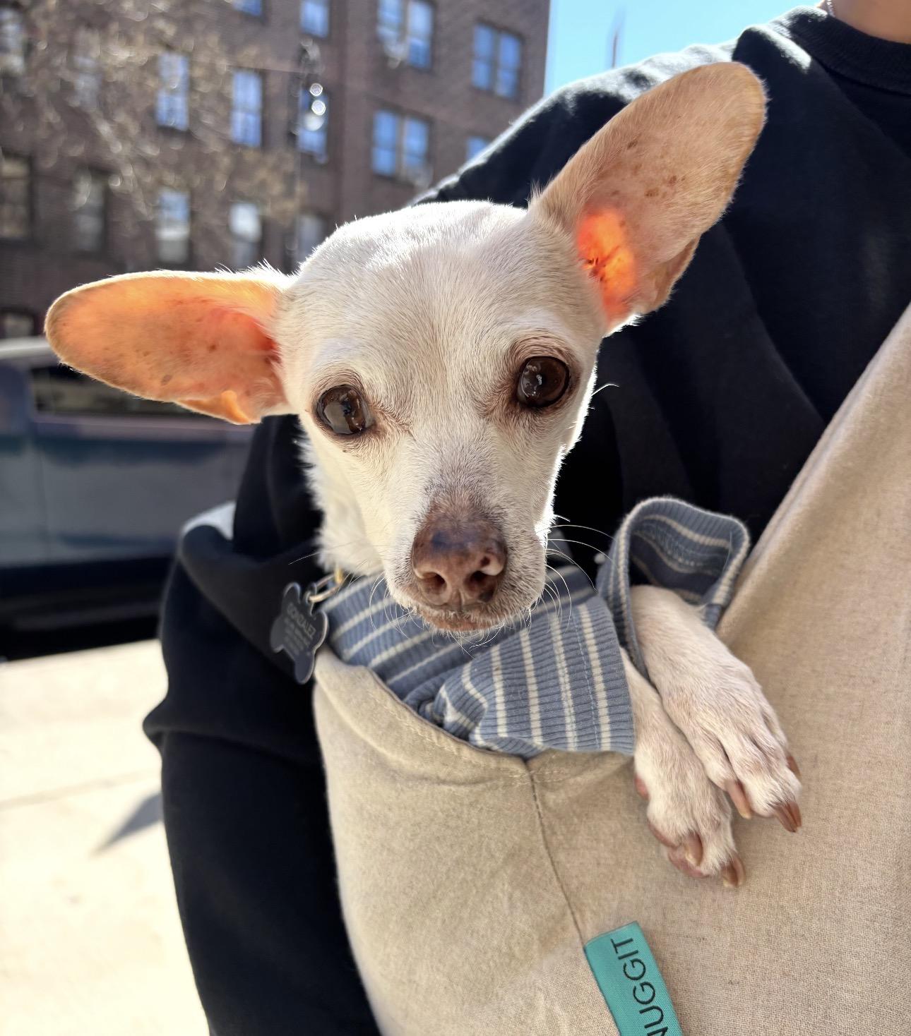 ISMA - sponsored fee, Adoptable, Senior Female Chihuahua & Rat Terrier.