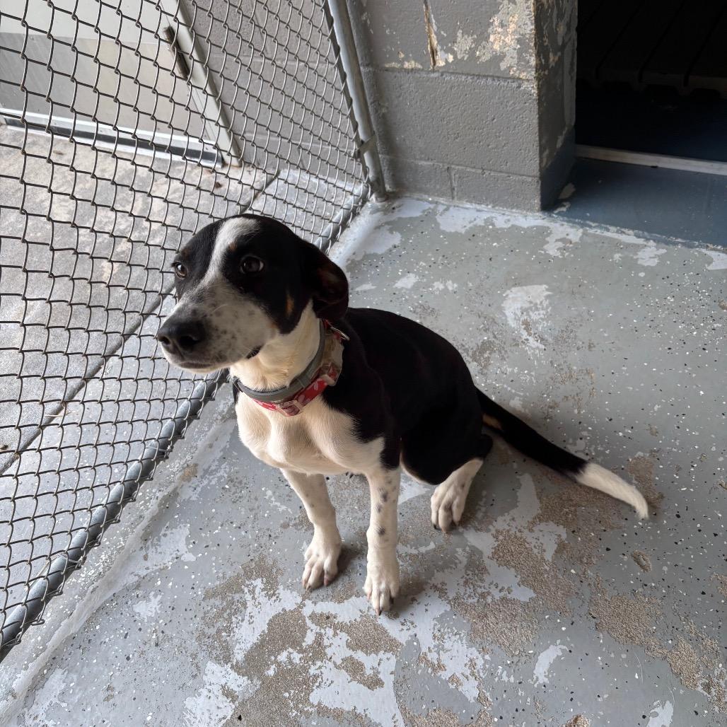 Louisa, Adoptable, Young Female Hound & Mixed Breed.