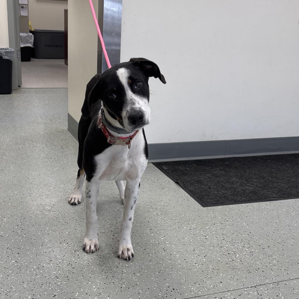 Enlarge Louisa, a Adoptable mixed breed in Galax, VA image 2/2