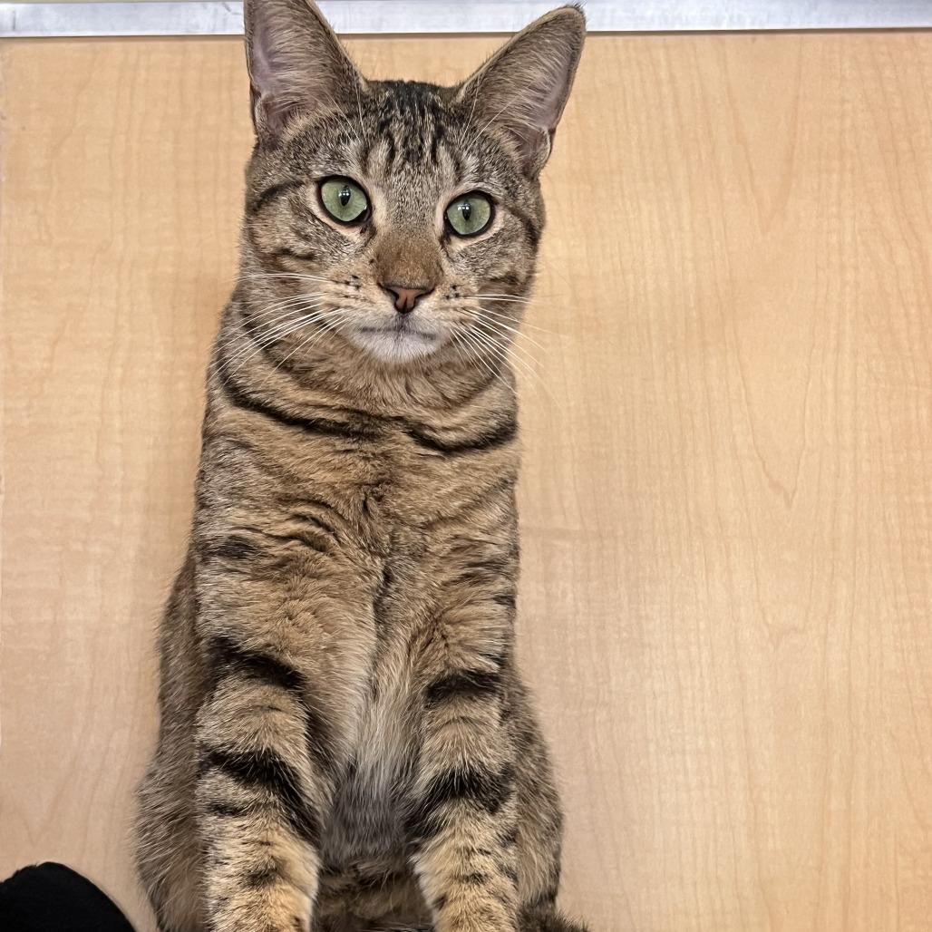 Gary, Adoptable, Young Male Domestic Medium Hair.