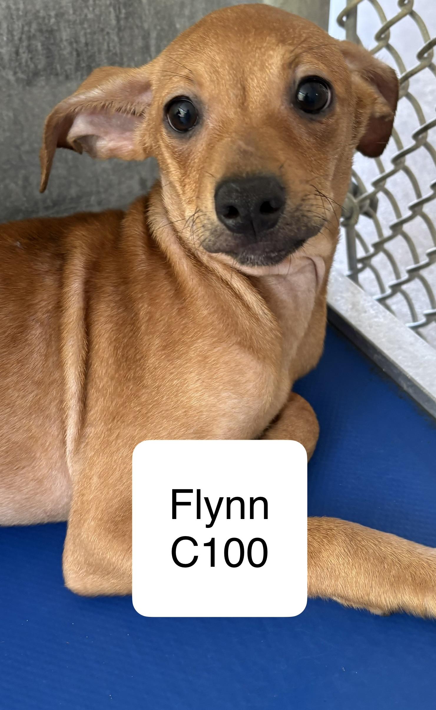 Enlarge Flynn, a Adoptable mixed breed in Morganton, NC image 1/1