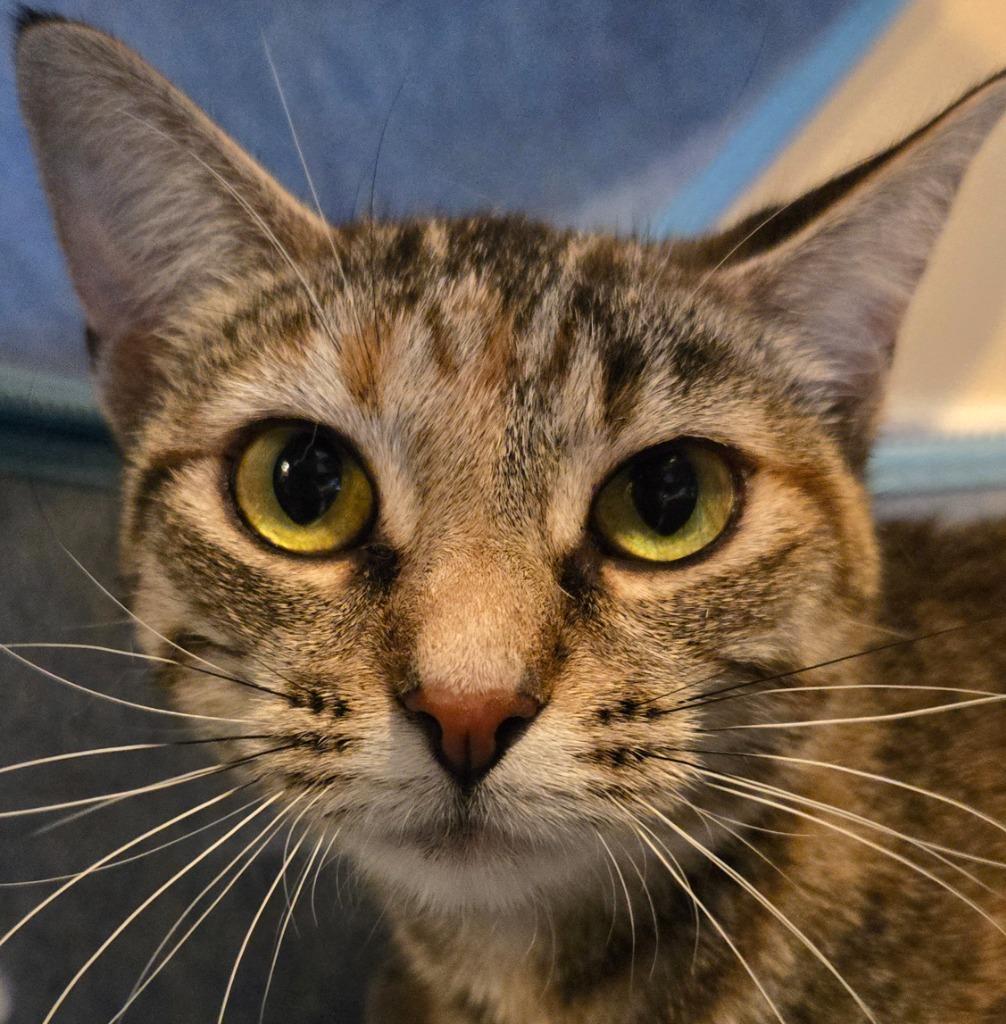 Erika, Adult Female unknown