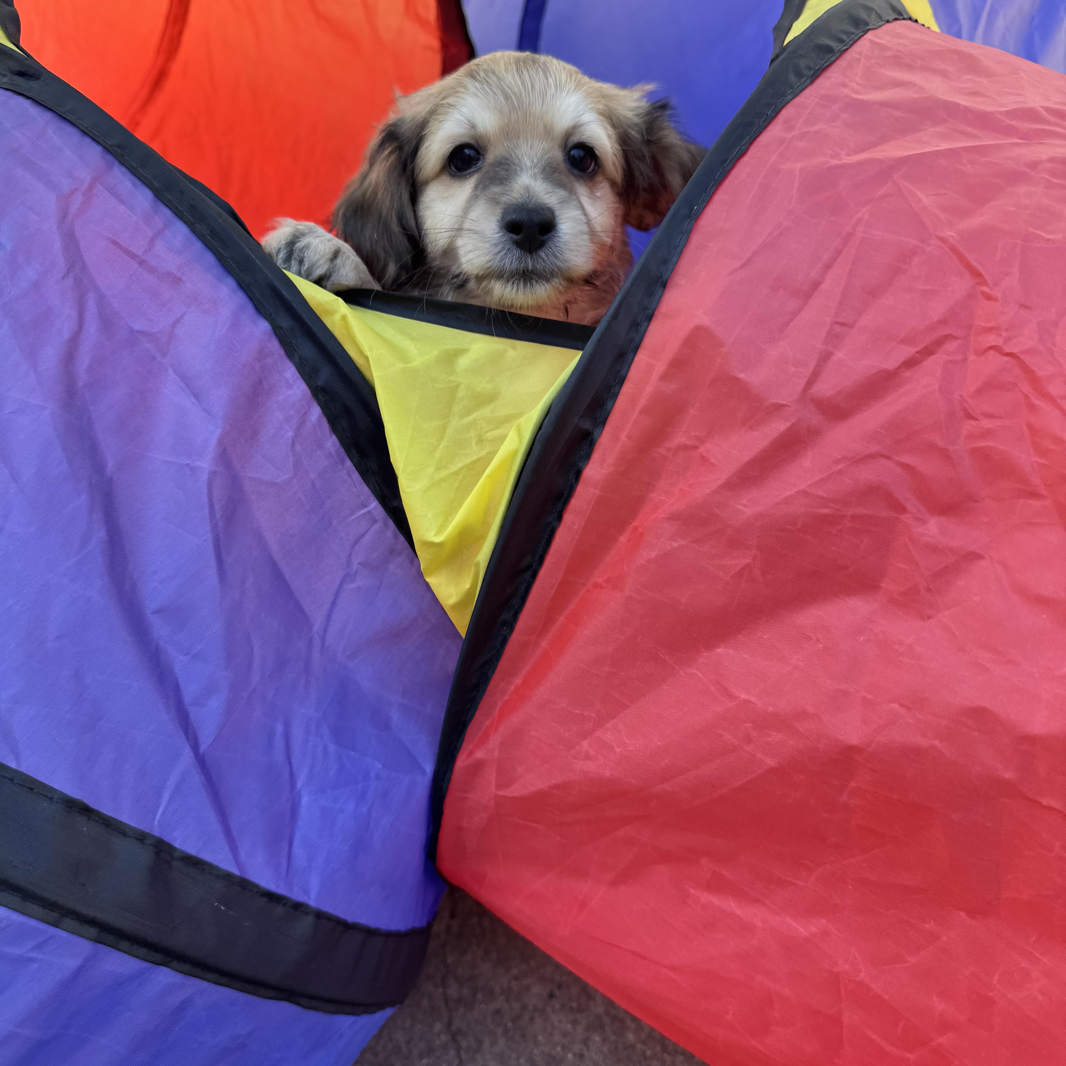 26Poncho, Adopted, Puppy Male Chihuahua & Terrier.