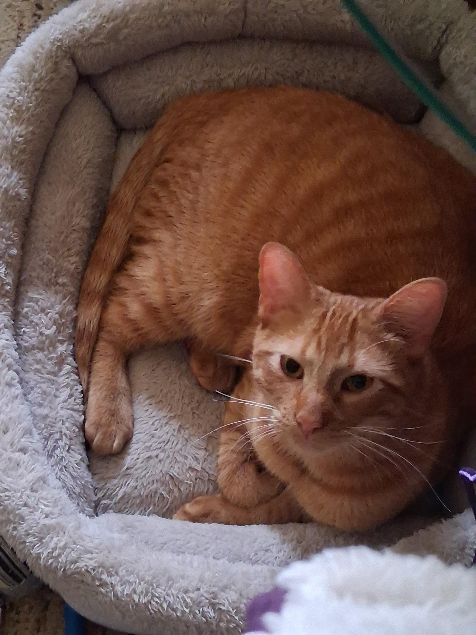 Enlarge Harley, a ADOPTABLE Tabby in Wadsworth, IL image 4/6