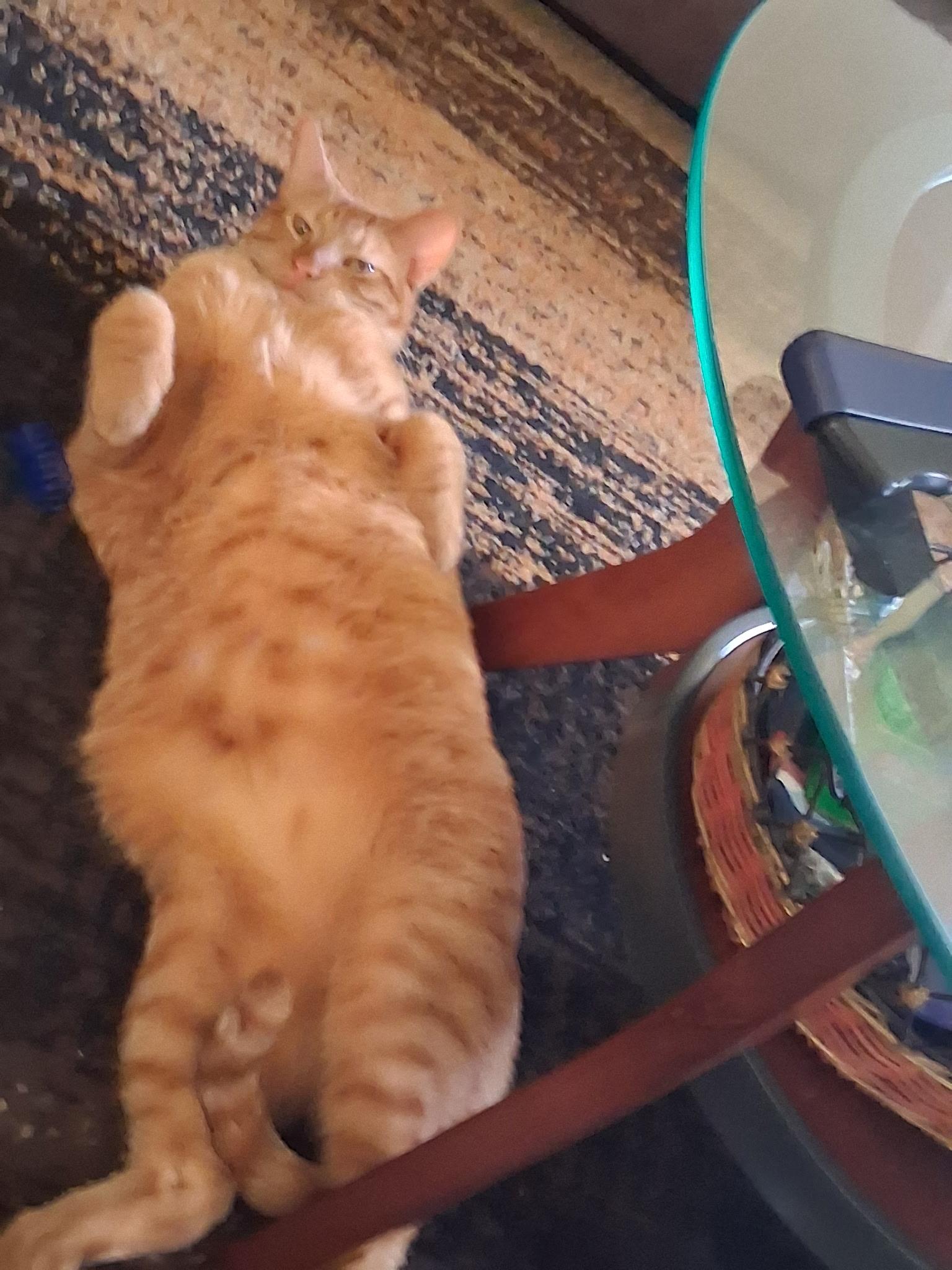 Enlarge Harley, a ADOPTABLE Tabby in Wadsworth, IL image 3/6