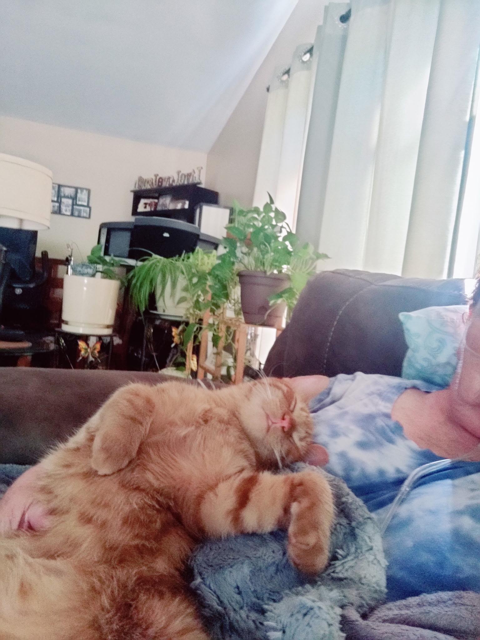 Enlarge Harley, a ADOPTABLE Tabby in Wadsworth, IL image 6/6