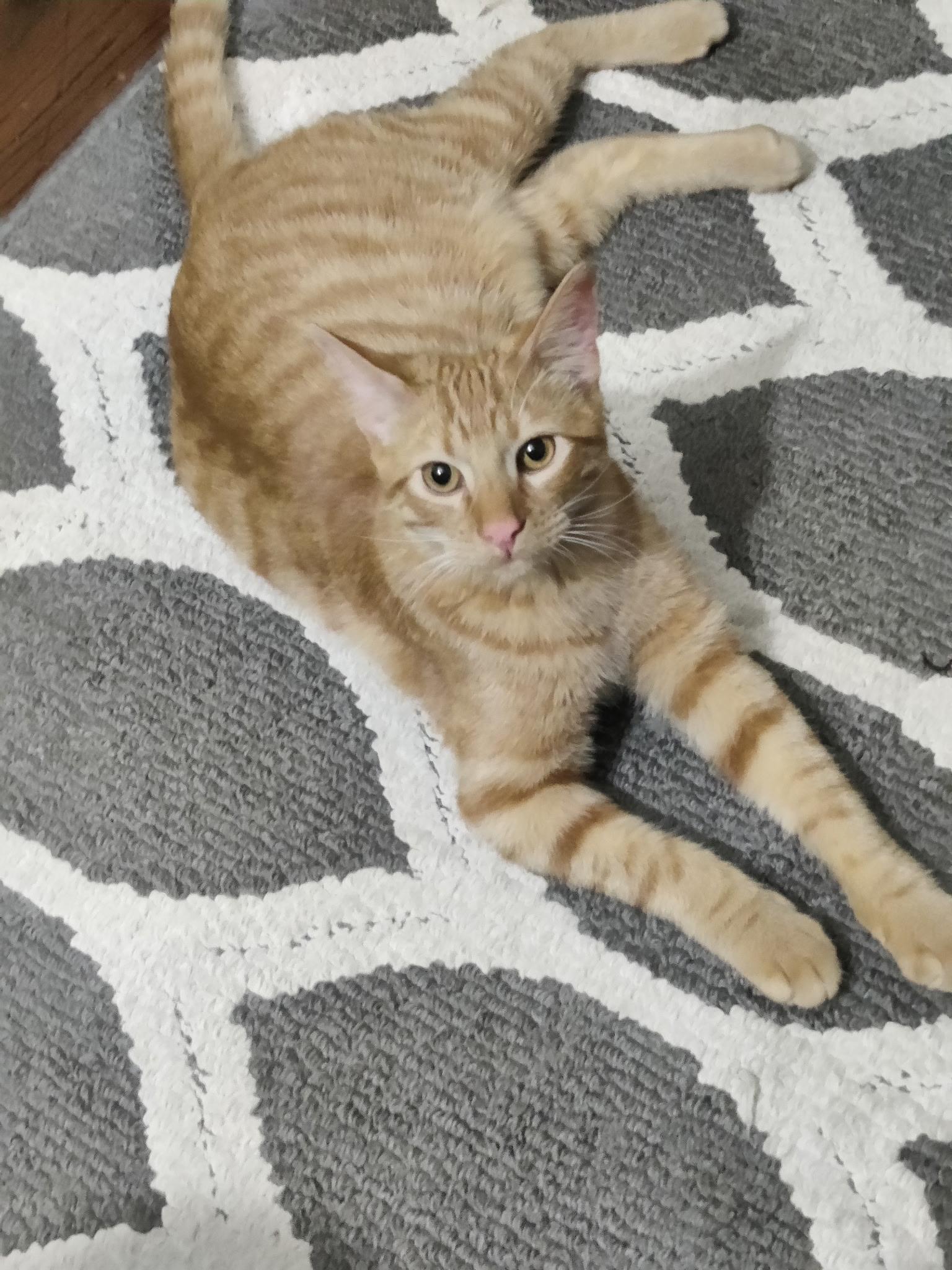 Enlarge Harley, a ADOPTABLE Tabby in Wadsworth, IL image 2/6