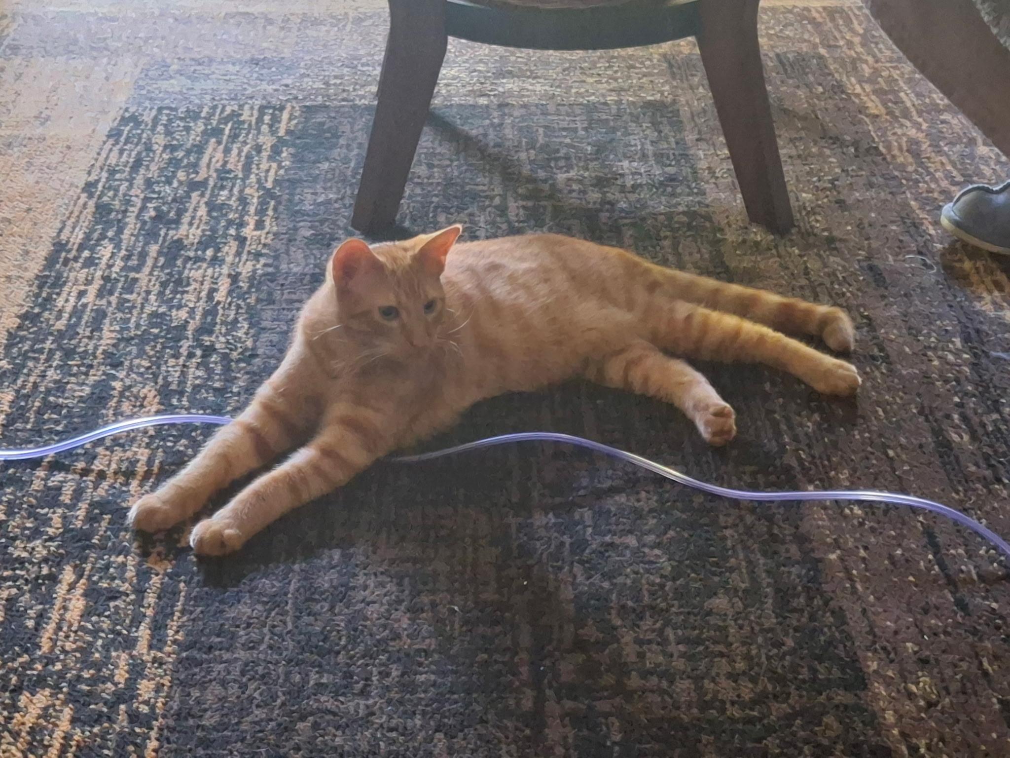 Enlarge Harley, a ADOPTABLE Tabby in Wadsworth, IL image 5/6