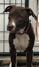 Enlarge Socks, a ADOPTABLE mixed breed in Llano, TX image 4/6