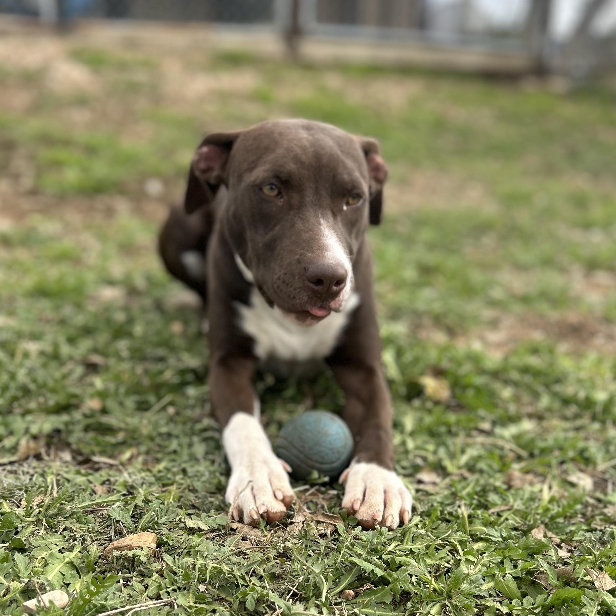 Enlarge Socks, a ADOPTABLE mixed breed in Llano, TX image 6/6