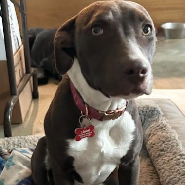 Enlarge Socks, a ADOPTABLE mixed breed in Llano, TX image 3/6