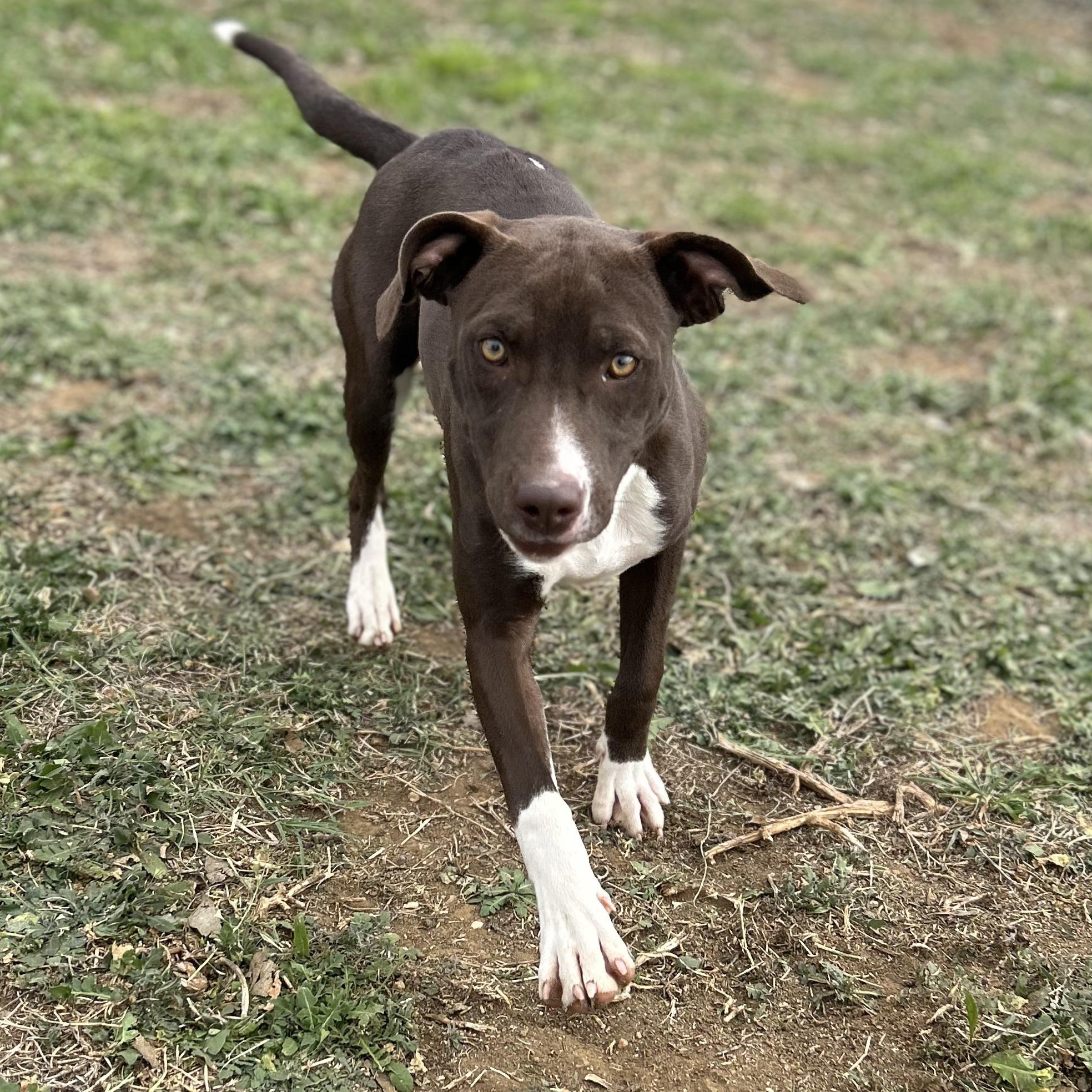 Enlarge Socks, a ADOPTABLE mixed breed in Llano, TX image 5/6