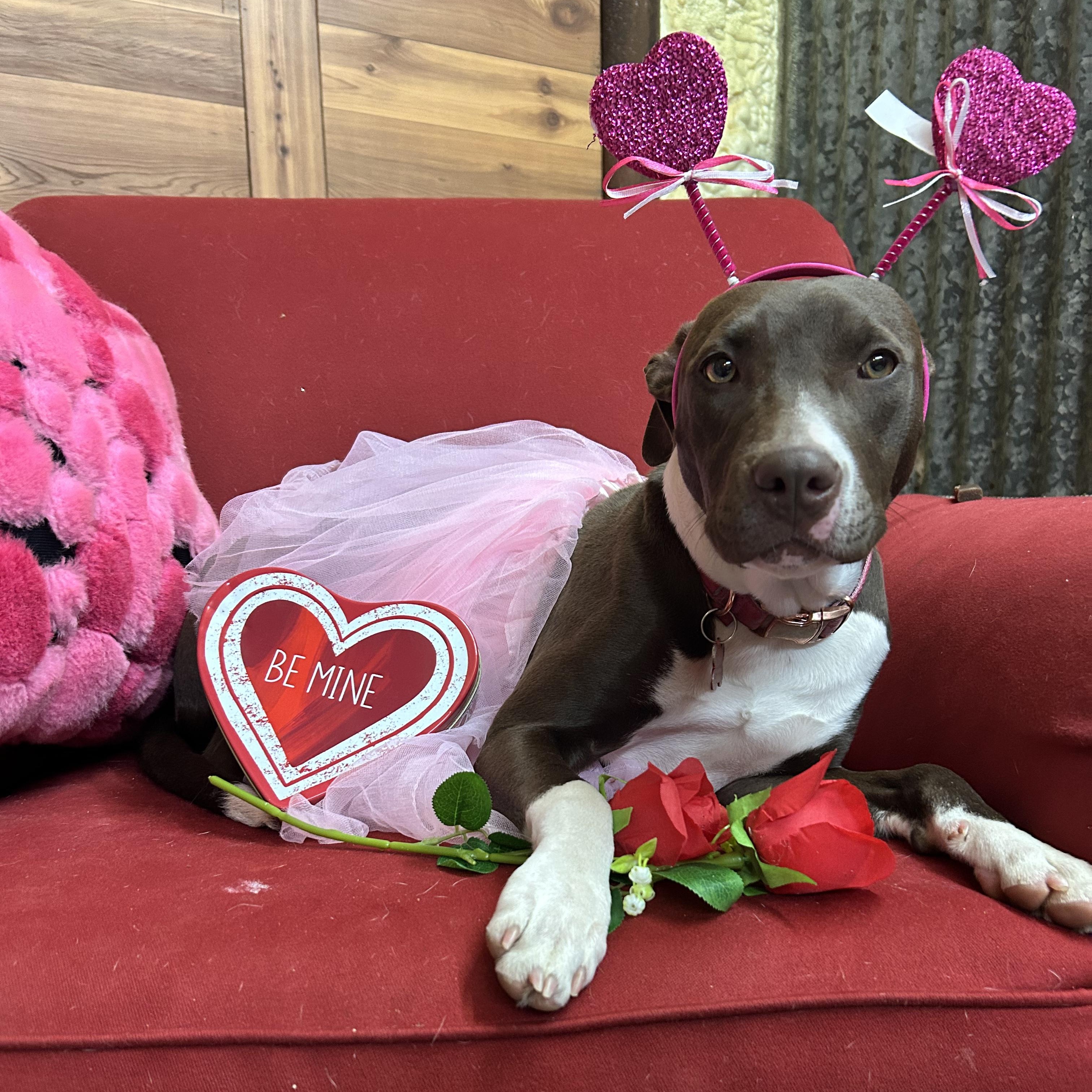 Enlarge Socks, a ADOPTABLE mixed breed in Llano, TX image 2/6