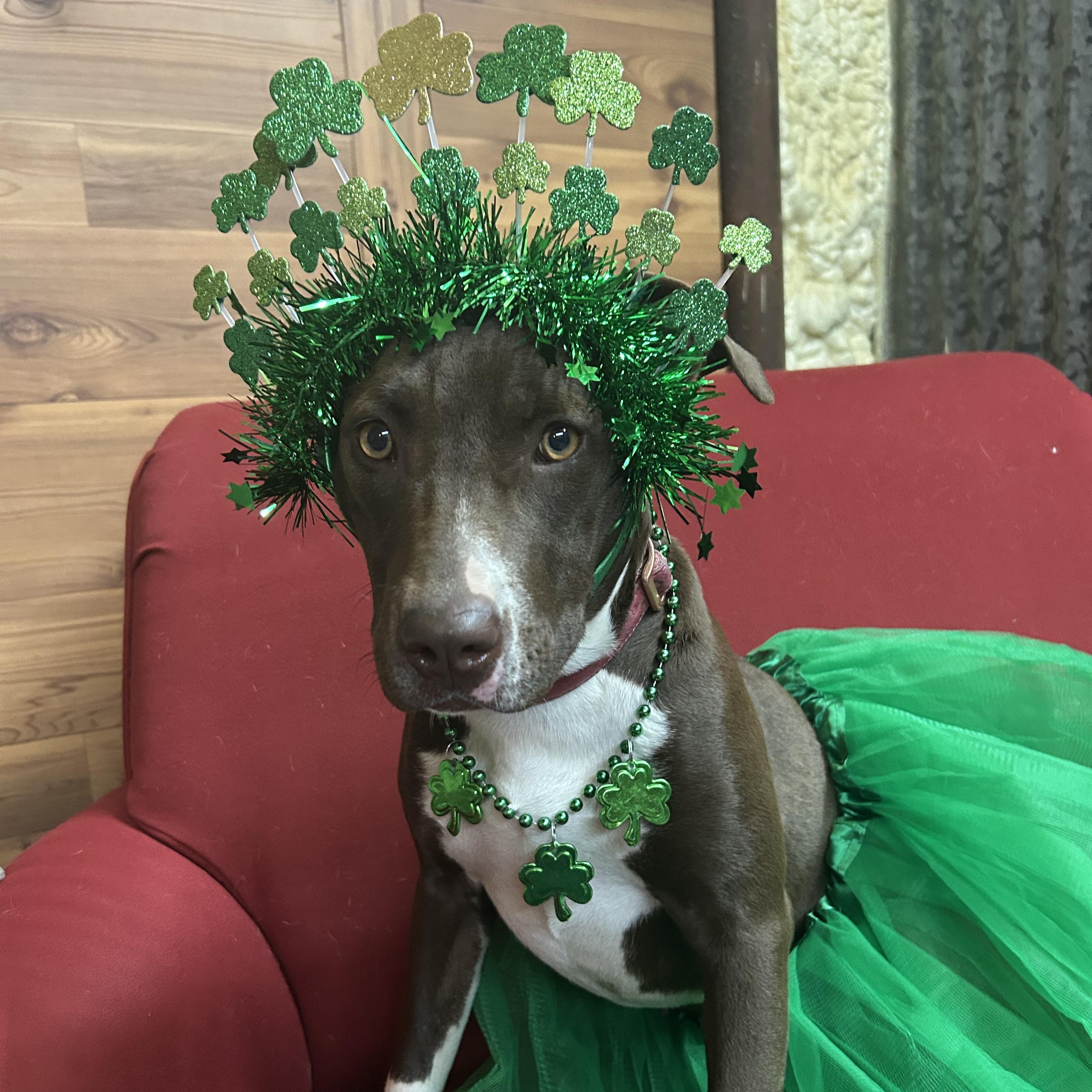 Enlarge Socks, a ADOPTABLE mixed breed in Llano, TX image 1/6
