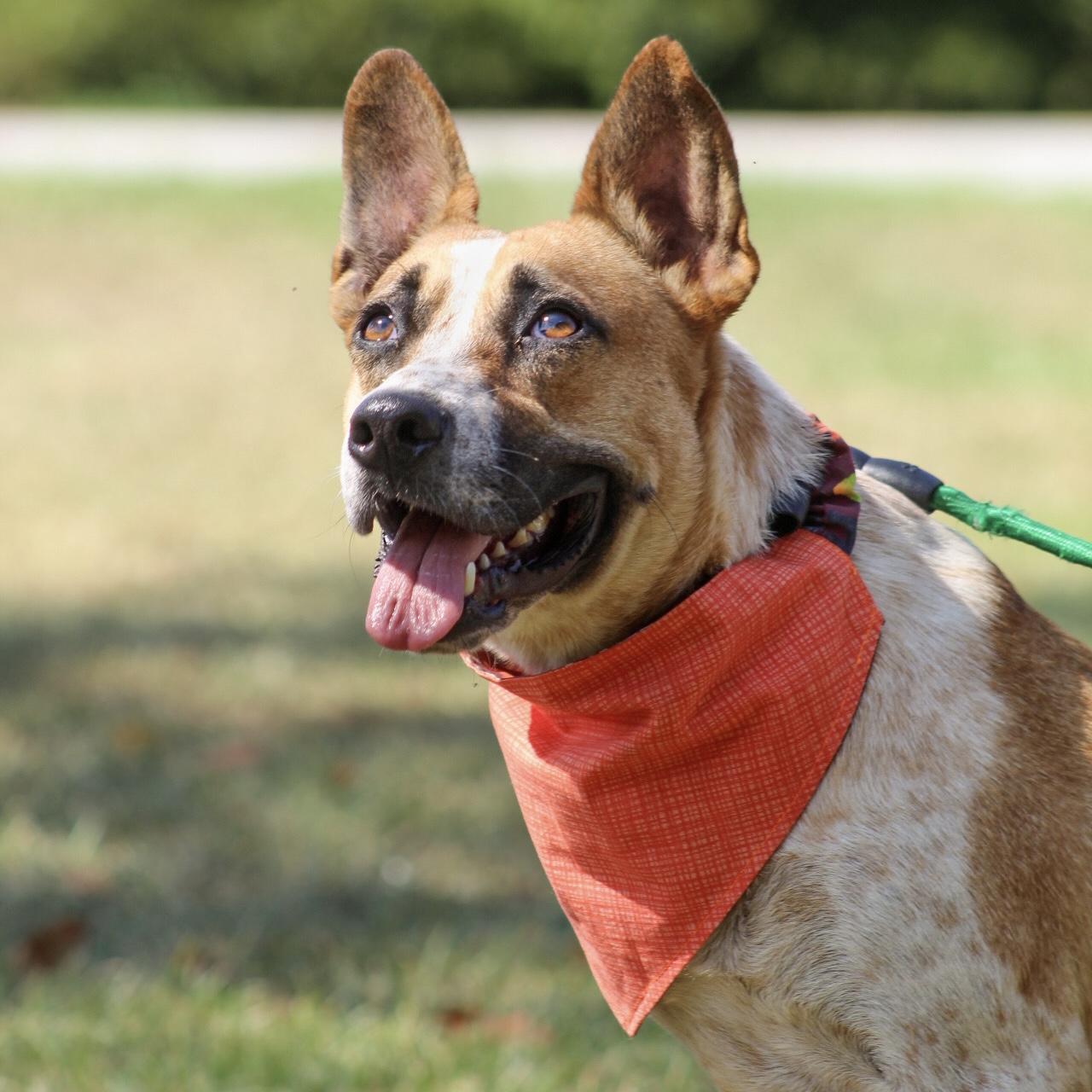 Enlarge Harriet, a Adoptable mixed breed in Port Byron , NY image 2/6