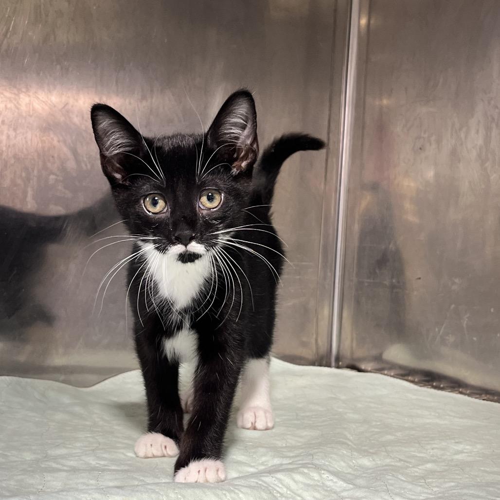 Enlarge Josh, a Adoptable Domestic Short Hair in Wappingers Falls, NY image 1/1