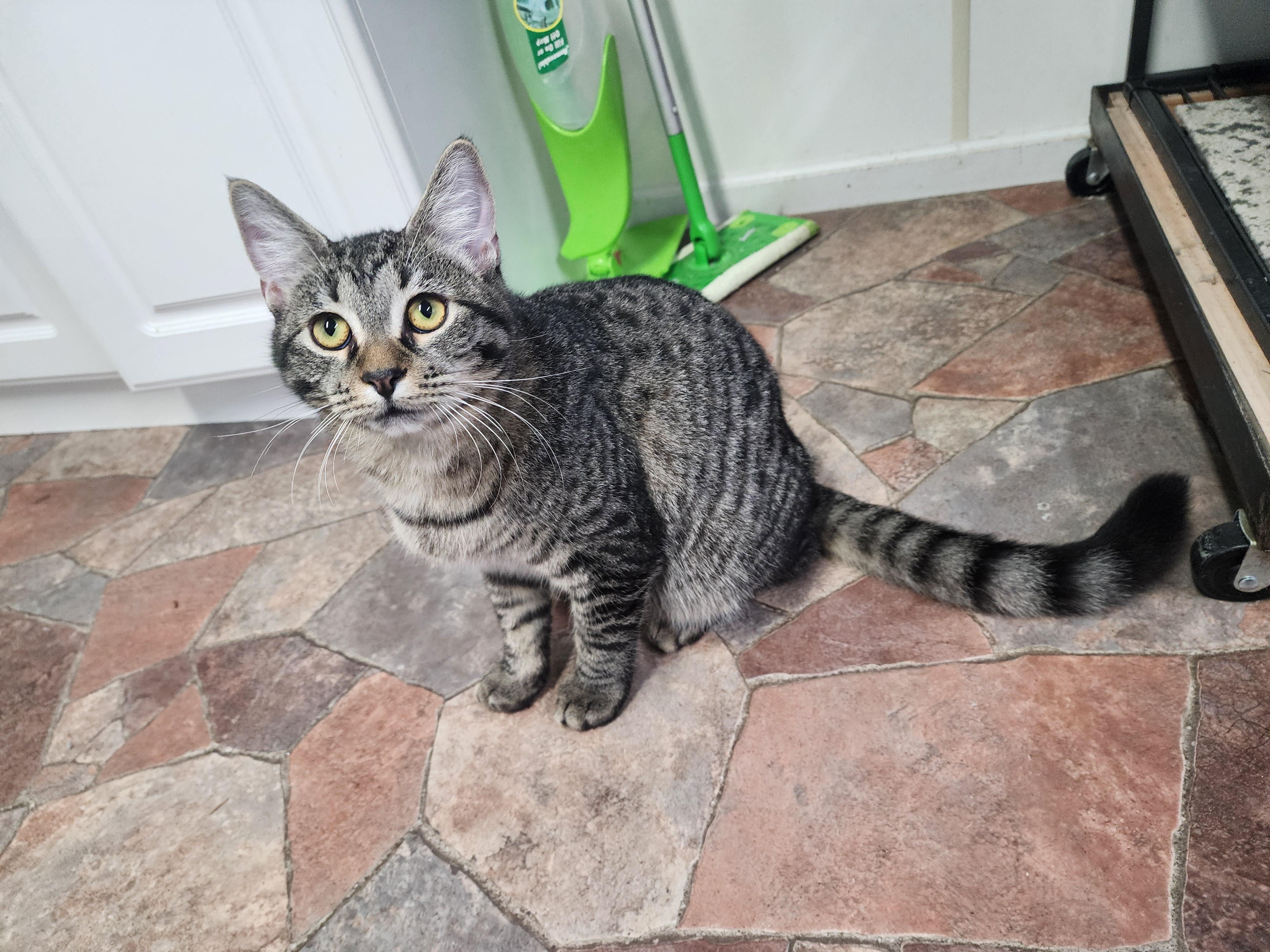 Prague BONDED with Paris, ADOPTABLE, Young Male Domestic Short Hair.