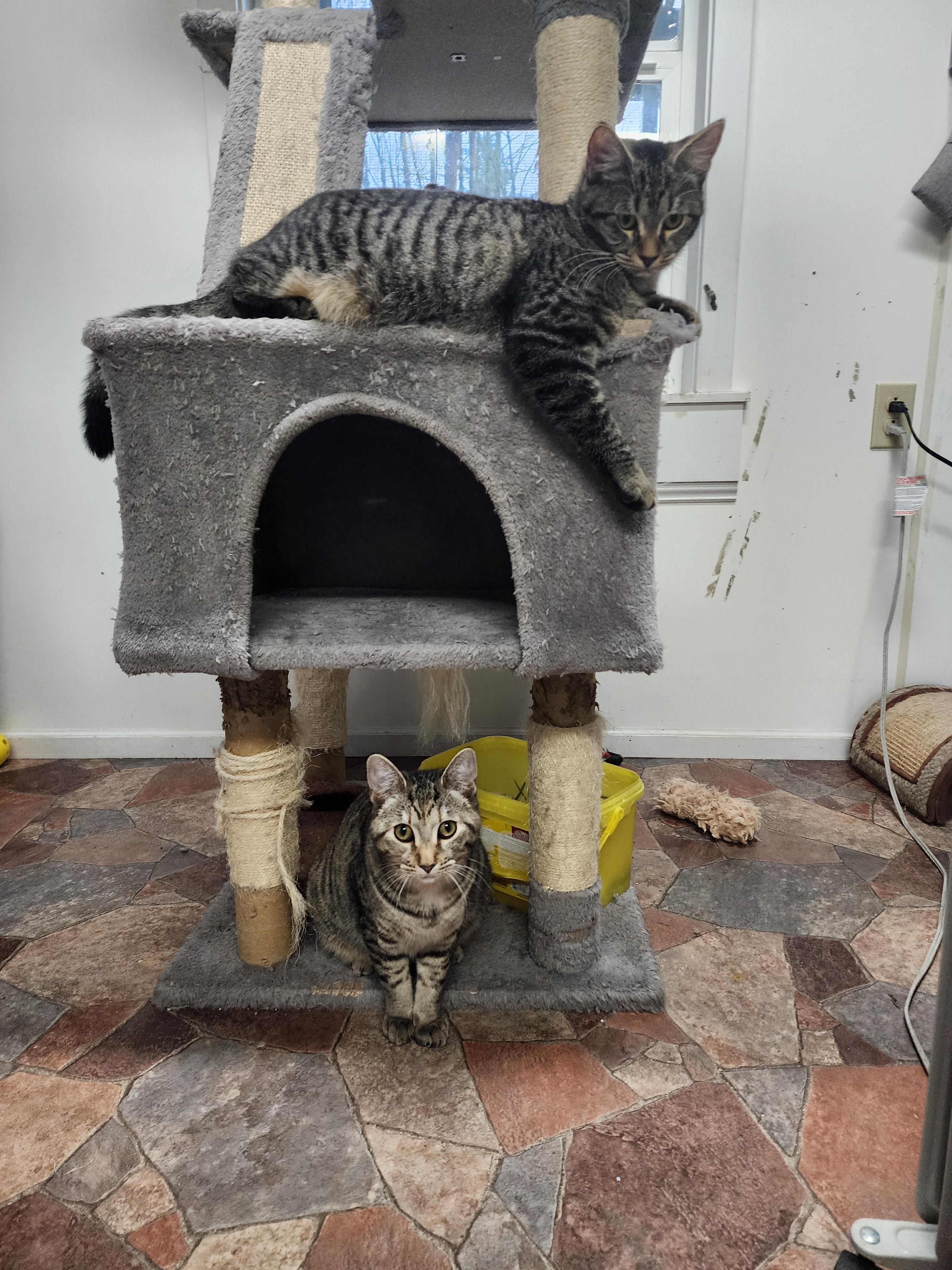 Enlarge Prague BONDED with Paris, a ADOPTABLE Domestic Short Hair in Shelton, WA image 2/2