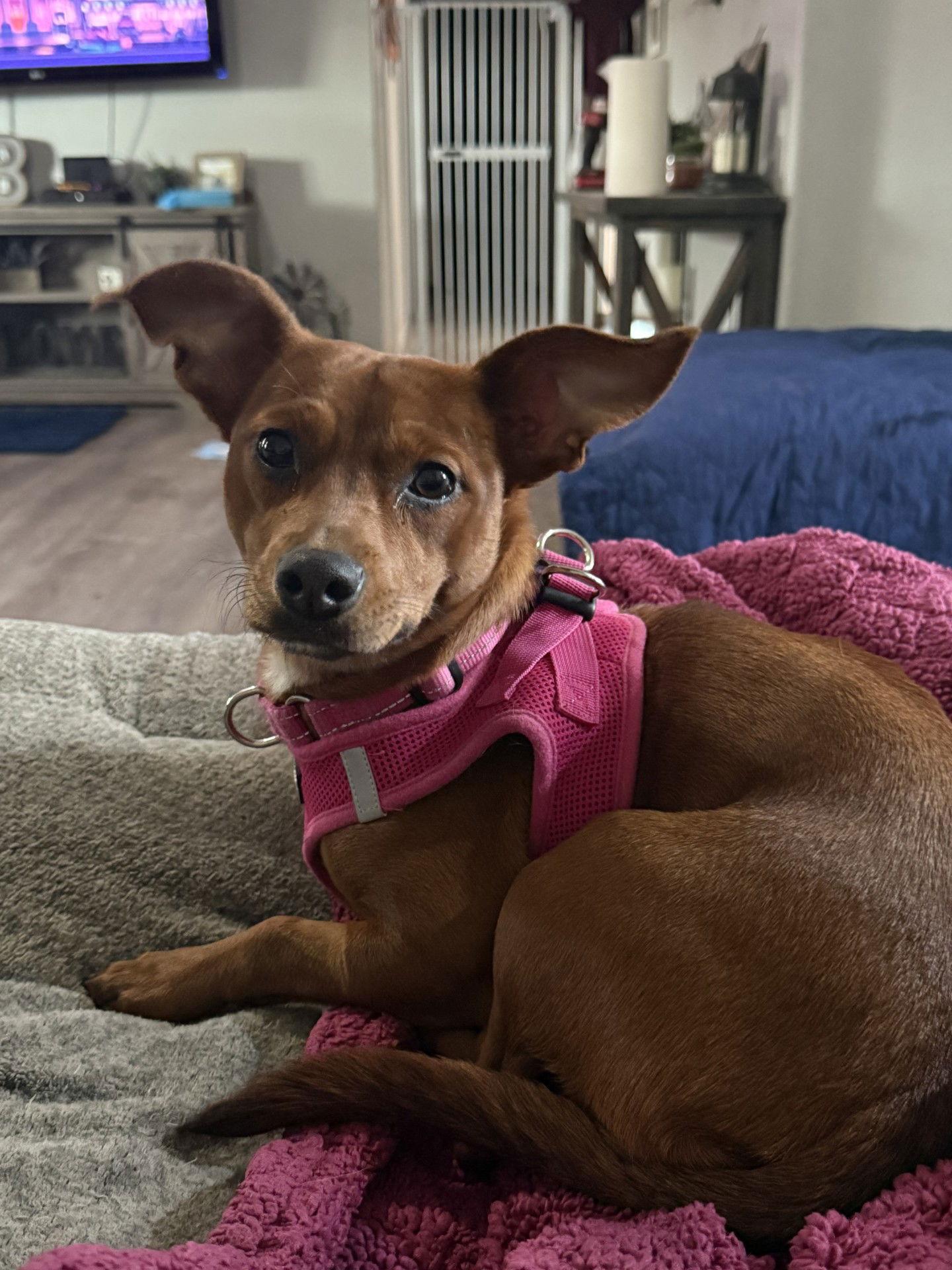 Enlarge Ginger, a Adoptable mixed breed in Polson, MT image 1/2